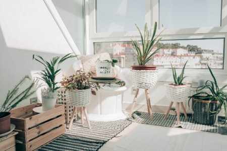 Go With Flowers for a Pop of Colour or Opt for Dog-Friendly Cooking Herbs and Leafy Greens Like Boston Ferns