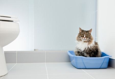 Enclosed or Open Tray? Choose a Style of Litter Box Based on Your Cat’s Age, Size, Temperament and Personality