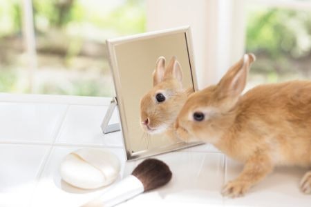 Keep Everyone Happy With a Cruelty-Free Choice