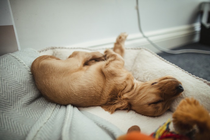 Measure Your Dog From Nose to Tail and Add 6 - 12 Inches to Find the Right Size