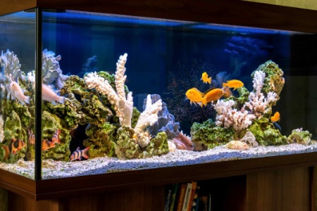 Consider Your Chosen Species’ Space Requirements and Always Opt for a Tank With a Minimum of 2 Litres of Water per Fish