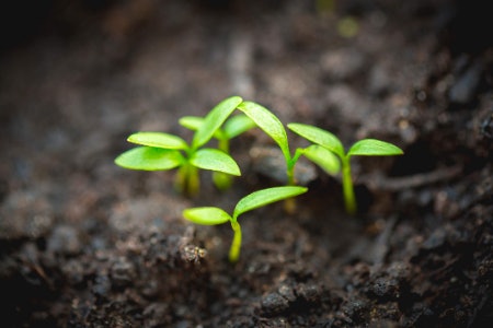 Choose a Suitable Compost for the Gardening Task You Have in Mind: Seed Sowing, Hanging Baskets or Multipurpose Use