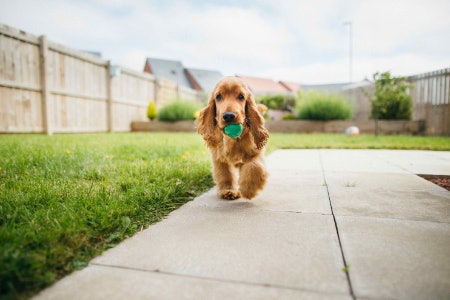 Look Into Special Features That Make Toys Dog Friendly