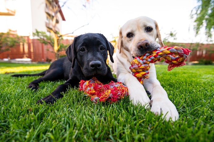 Ensure Your Chosen Toy Is Non-toxic and Chew Safe and Consider the Environmental Impact of Its Materials