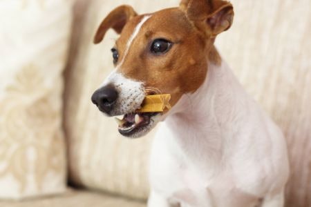 Select the Dental Chew Texture Based on Your Dog’s Eating Habits