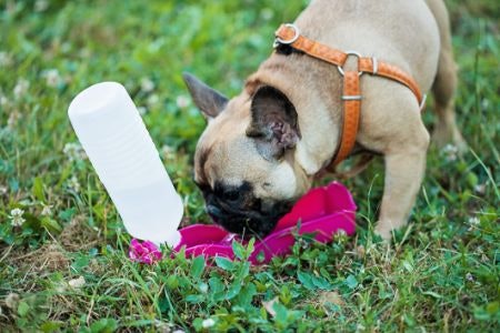 Opt For a Drinking Cup With a Wide Shape for Wide-Tongued and Flat-Snouted Dogs, but Narrow Models Are Fine for Others