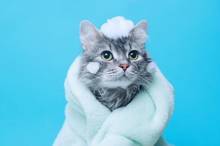 Choose Between Traditional Shampoo, 2-In-1, or a Waterless Formula Depending on Your Cat’s Fur and How Comfortable They Are Bathing