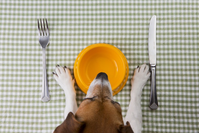 Choose an Adjustable One to Guarantee the Right Height No Matter What Age or Size Your Dog Is