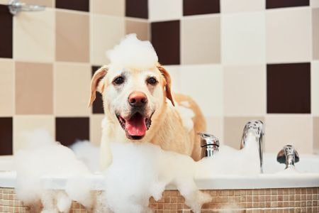 Select the Right Formula and Ingredients for Your Dog’s Specific Needs