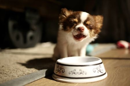 Seek Out Puppy Food That Contains 22- 32% of Protein on a Dry Matter Basis, to Support Optimum Growth