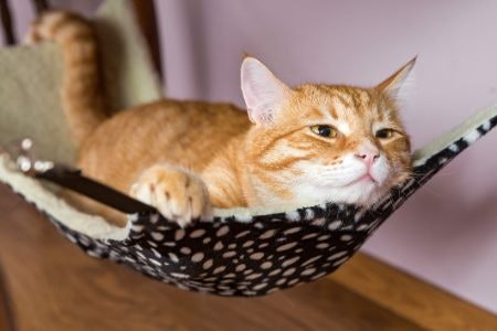 Choose Cosy Materials Like Fleece and Plush to Keep Sleepy Cats Warm, but Oxford or Synthetic Fabrics Are Easier to Care For