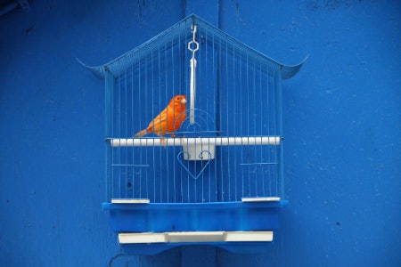 Choose Rectangular or Square Cages for Their Safety