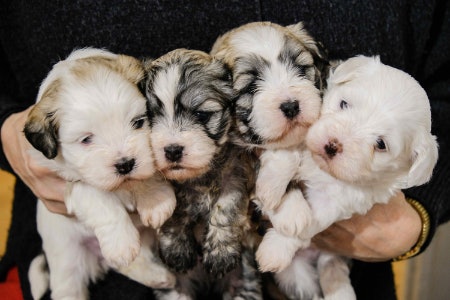 Look For Treats Free From Allergens Like Eggs, Milk, Soy or Gluten for Young Puppies With Sensitive Stomachs