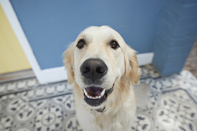 Avoid Fluoride and Xylitol Completely, as Both Pose a Risk to Your Pet’s Health