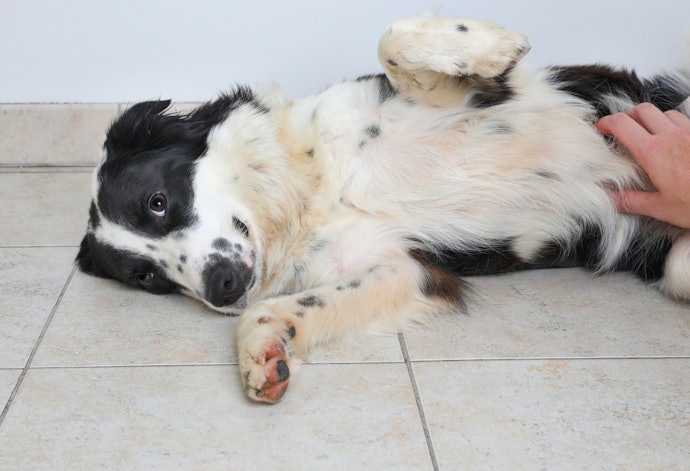 Avoid Certain Ingredients Such as Soy, Corn and Grains if Your Pooch Has a Sensitive Stomach
