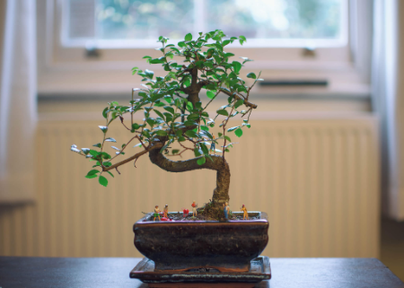 Find Out if Pots Are Included to Ensure You Get the Ideal Display