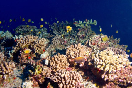 Avoid Ingredients That Are Harmful to Marine Life Such as Oxybenzone, Octinoxate and Microplastics