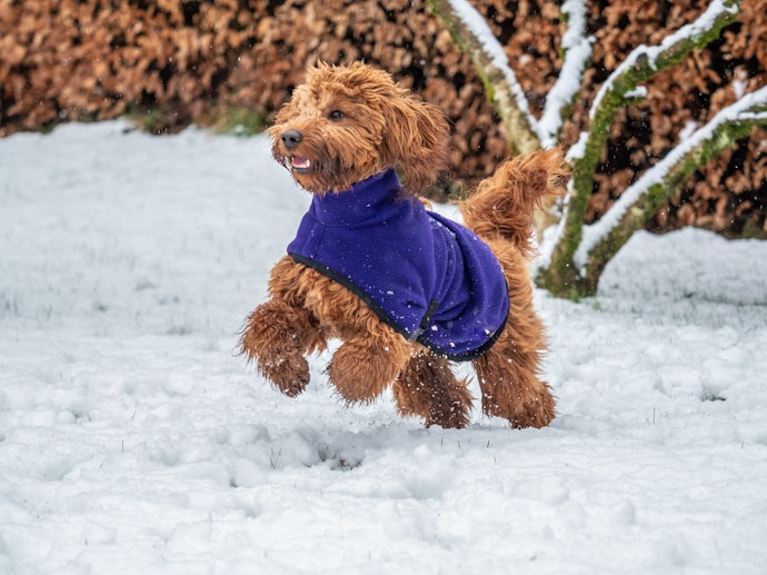 Pick a Coat With Fastenings That Are Easy to Get in and Out of and That Won't Inhibit Movement Like Zips and Velcro