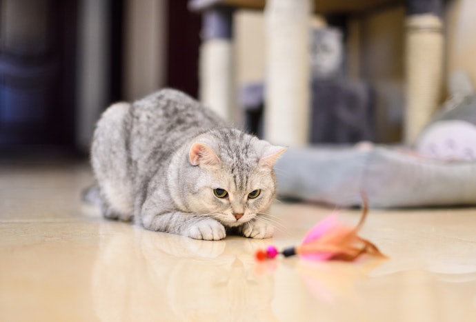 Look for Cat Toys That Emulate Prey