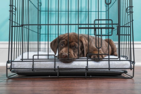 Measure Your Dog’s Height, Also From Their Nose to Their Tail, Then Add On 10cm to Each Measurement