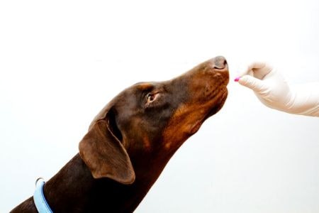 Choose Glucosamine Supplements and Those With Beneficial Ingredients Like Green-Lipped Mussels and Devil’s Claw
