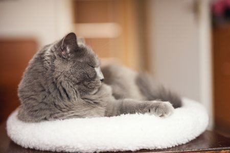 Choose a Practical Bed Type Based on the Personality of Your Cat and Where They Like to Sleep