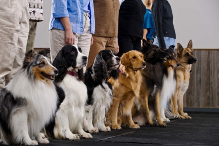 Choose a Book for a Specific Breed to Better Target Problem Areas