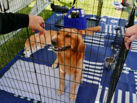 Crates With Two or Three Entrances Make It Easier for Your Pup to Come and Go