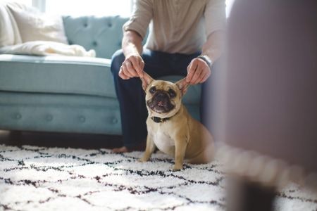 Select a Whistle That Has the Optimum Frequency for Your Dog's Hearing: Dogs Have a Hearing Range From 40-60,000 Hz