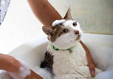 Try Using a Hypoallergenic Formula Without Soap, Sulphates, or Parabens on Cats With Sensitive Skin