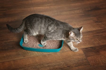 Make Sure the Size of the Litter Box Is at Least 1.5 Times the Length of Your Cat for a Comfortable Fit