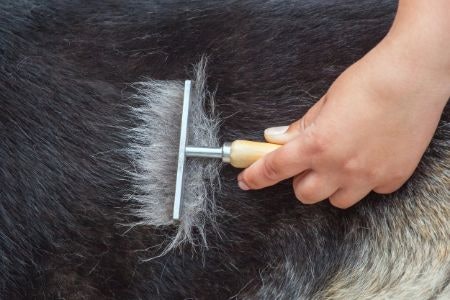 Don’t Neglect Your Dog’s Undercoat: Use a Rake to Remove Dead Fur