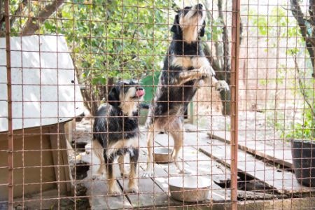 Go For a Height of Around 80-100 CM or More for if You Have a Big Dog, but Heights of Around 40-60 CM Are Better for Puppies
