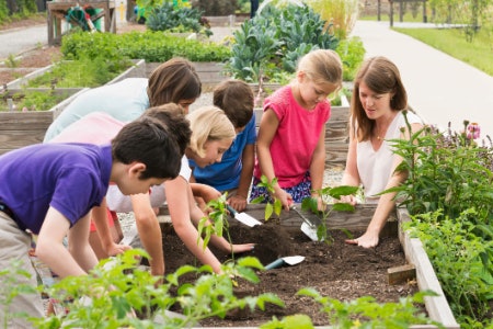 Make Sure Your Bed’s Height Is at Least 15 cm for Short Root Plants or up to 60 cm for Longer Root Plants