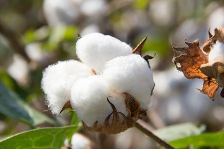 Bath Towels Crafted From Sustainable Cotton Support Fair Trade and Protect the Planet