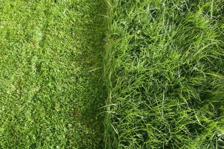 Cylinder Blades Are Great for Those Who Want Fine Short Grass