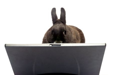 Which Brands Are Cruelty-Free? Consult Online Databases or the Brand's Official Statement