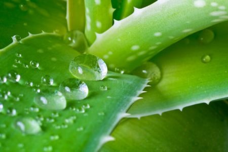 Plant Extracts Will Strengthen Hair and Protect Your New Colour