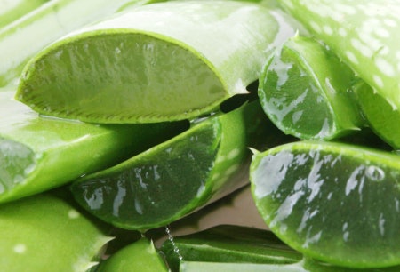 Aloe Vera Cools, Heals and Soothes Sore, Sensitive Skin