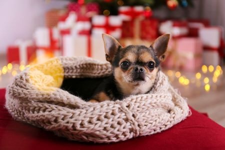 For the Pampered Pooch, Choose Grooming Treats or a Cosy New Bed
