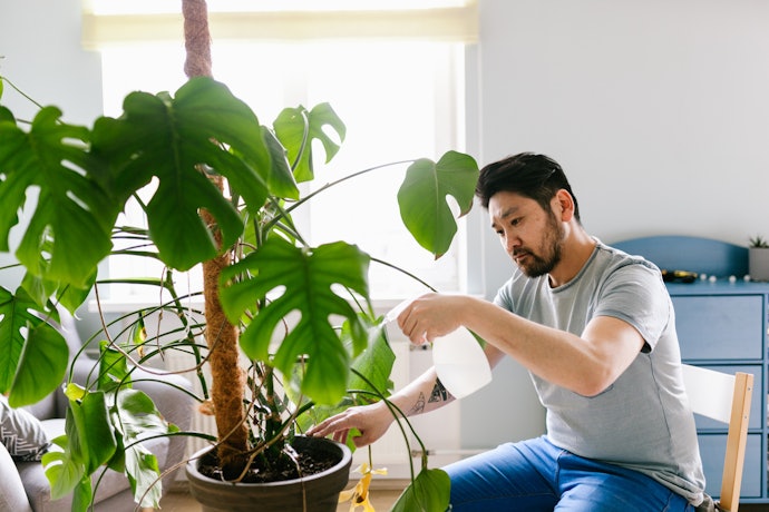 Misters Are a Great Choice for Tropical Plants