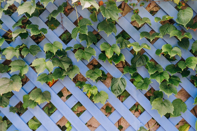 A Trellis Filled With Flowers Gives You Some Privacy