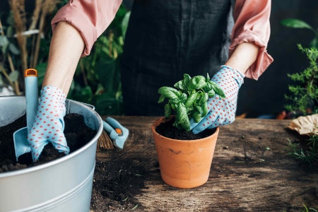 Soil Is a More Traditional Solution