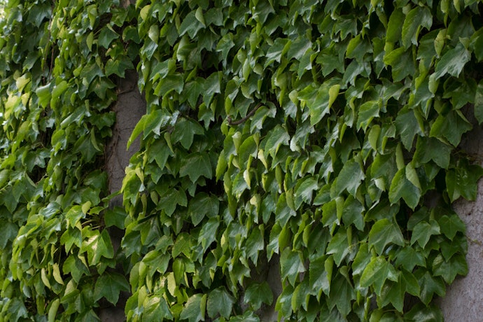 Select a Climber to Support Vines and Tall Plants