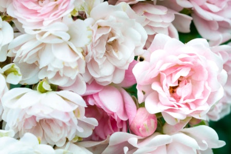 Floral Fragrances Are Timeless and Elegant