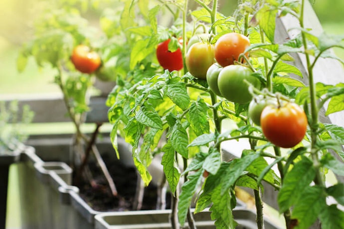 Grow Your Own Crops With a Vegetable Planter