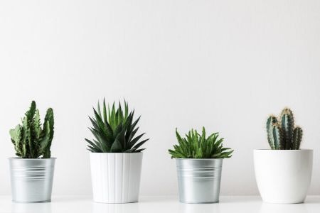 Indoor Houseplants like Succulents Can Be Grouped Together to Create Displays