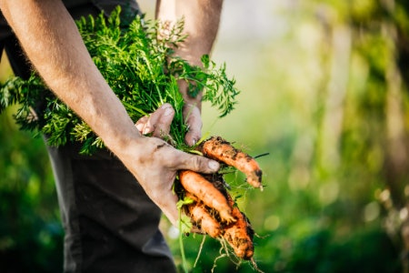 Heritage Seeds Are Known to Produce More Flavourful Veg
