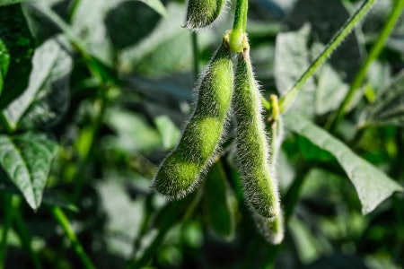 Soy Wax Is 100% Vegan