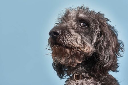 10 Best Books About Dogs UK 2024 | Cesar Millan, Kerry Irving and More ...